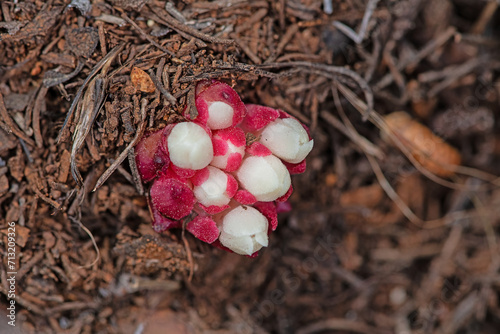 Cytinus ruber . Cytinus is a genus of parasitic flowering plants of Mediterranean scrub photo