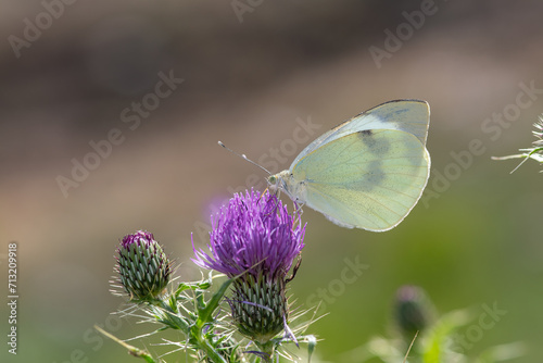 Large White butterfly on purple flowering plant. Pieris brassicae, under the wing.