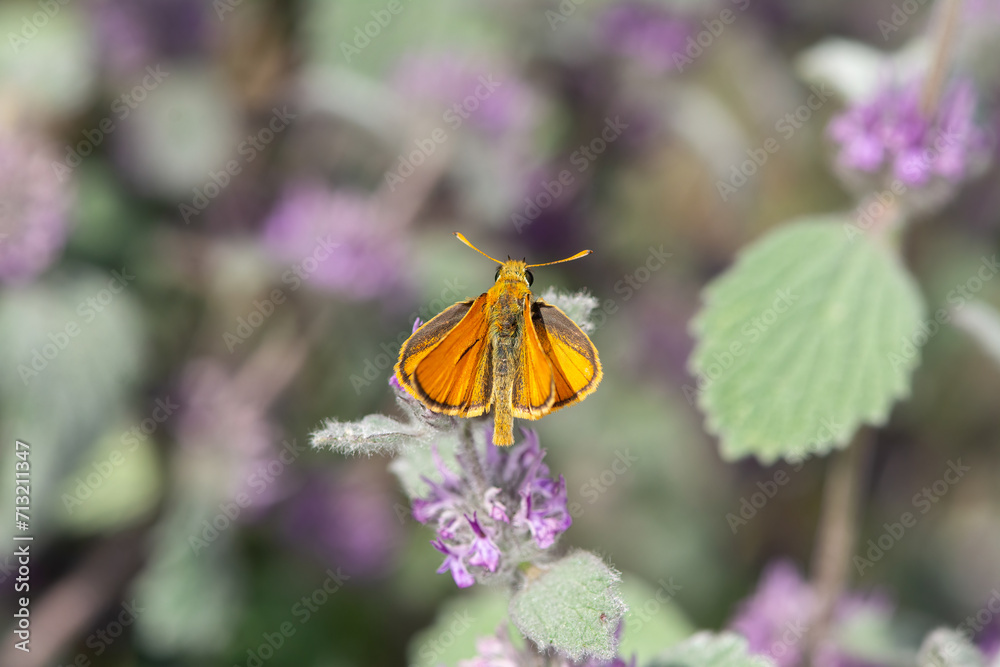 Obraz premium Small Skipper on purple flowering plant, (Thymelicus sylvestris), on the wing.