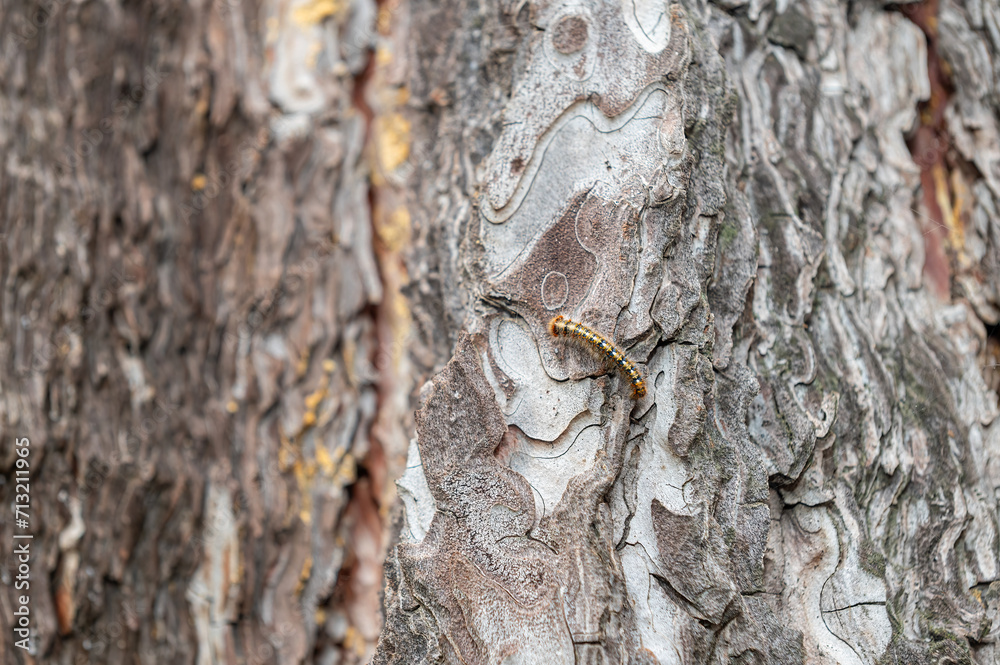 Tree bark patterns and a hairy caterpillar on it. Tree bark patterns and a hairy caterpillar on it.