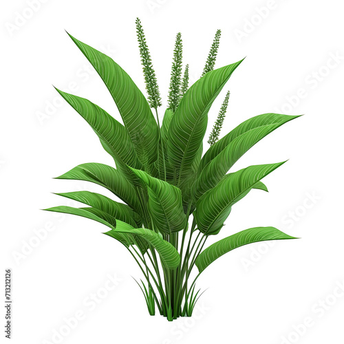 green ribbed plantain
