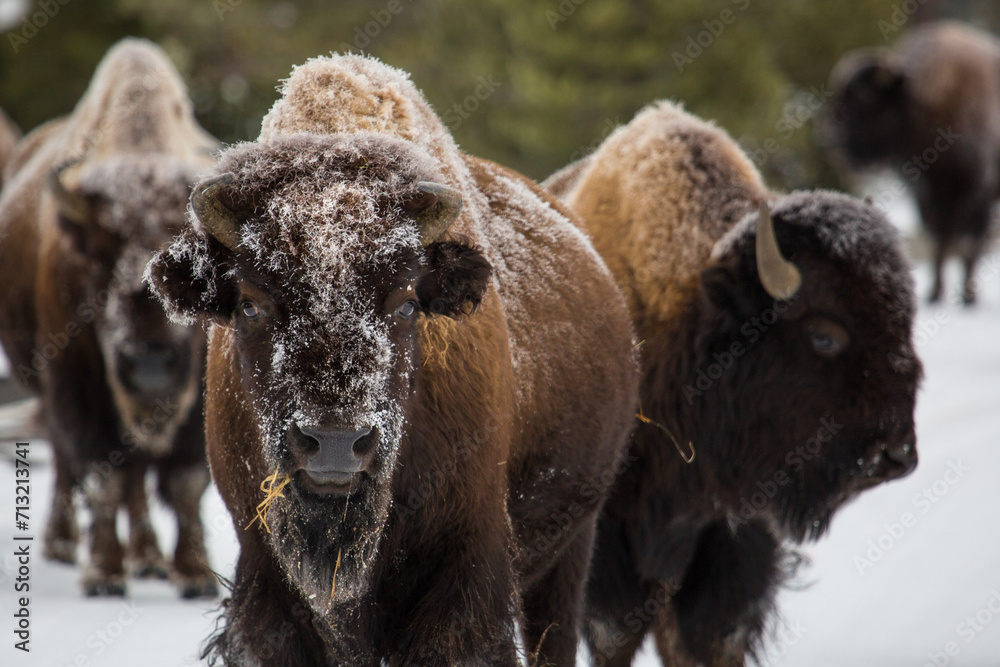 bison in park national park