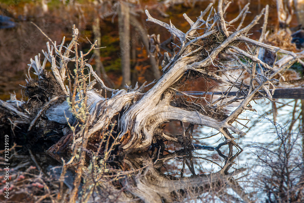 Pond with dead branches trees, tierra del fuego, argentina Pond with dead branches trees, tierra del fuego, argentina