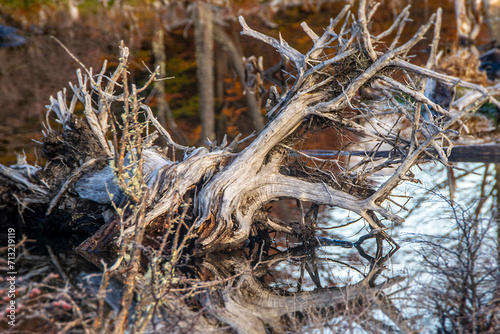 Pond with dead branches trees, tierra del fuego, argentina