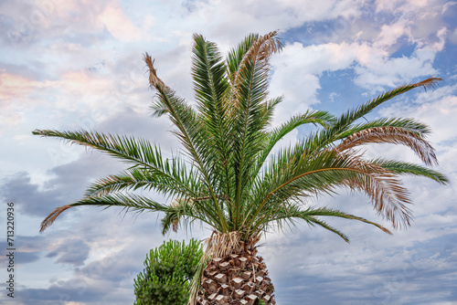 Coconut palm tree against the blue sky.