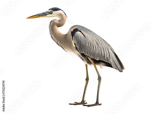 a bird standing on one leg