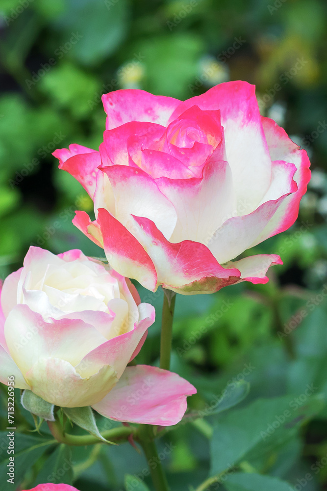 Blooming Rose floribunda Blooming Rose floribunda