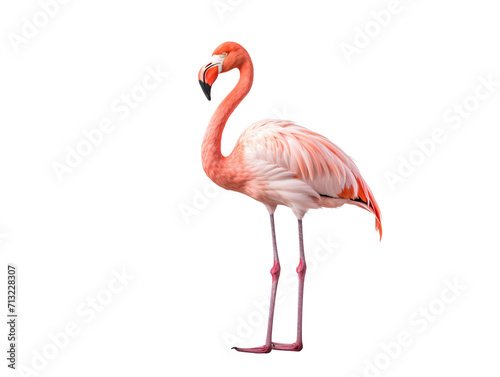 a flamingo standing on one leg