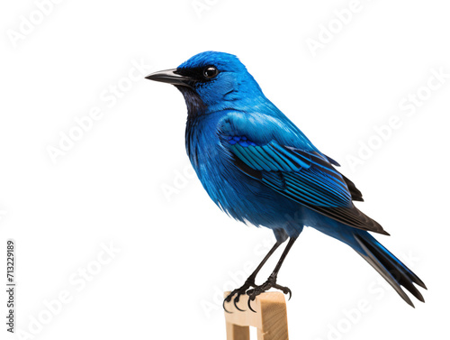 a blue bird standing on a chair