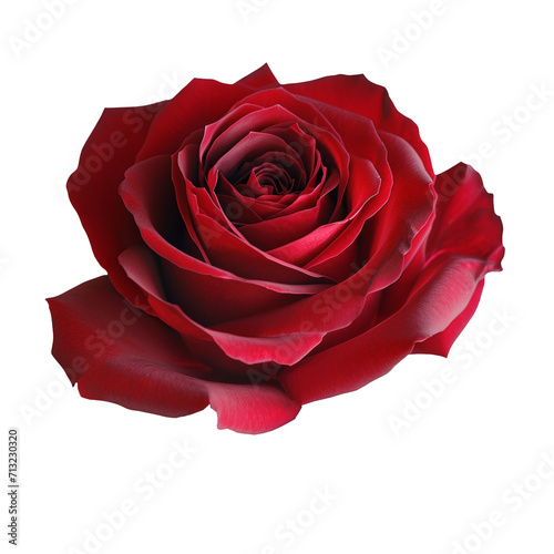 Beautiful single red rose isolated on transparent background.