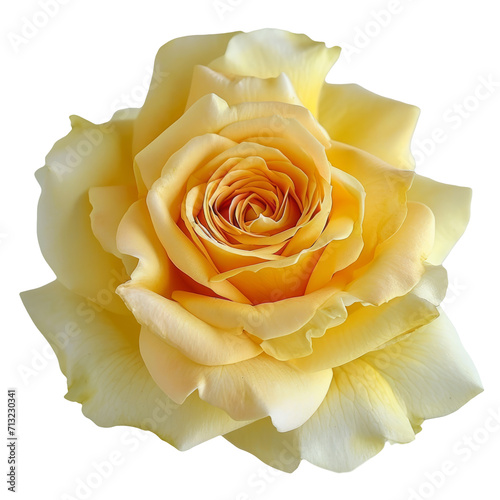 Rose yellow flower. Beautiful single yellow rose isolated on transparent back...