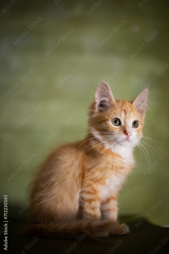 Red little kitten on a green background