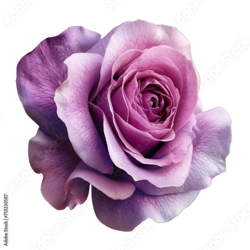 Rose pink flower. Beautiful single pink rose isolated on transparent background.
