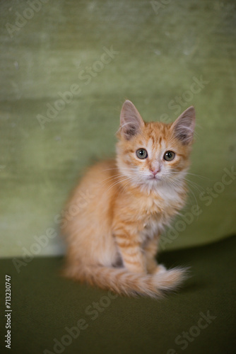 Red little kitten on a green background