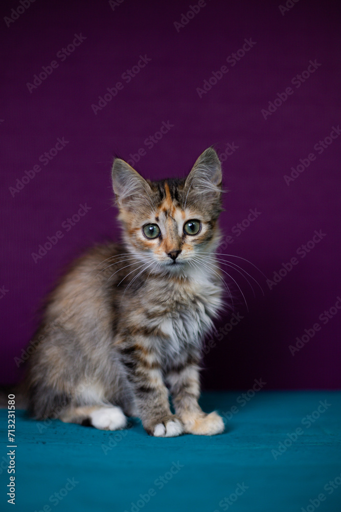 Fluffy little kitten on a purple background