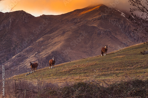 horse in mountains sunset © Pedro