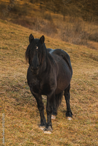 black horse © Pedro