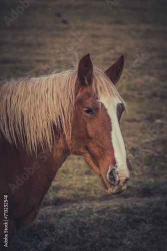 horse © Pedro