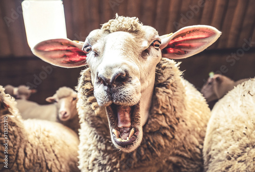 Close up portrait of a sheep laughing with wide open mouth. Flock in the sheepfold in the background photo