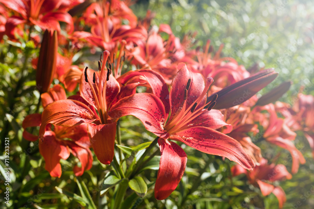 red lilies named Marco Polo. beautiful red lily flower grows in garden under the rays of the warm sun. Close-up red lilies named Marco Polo. beautiful red lily flower grows in garden under the rays of the warm sun. Close-up