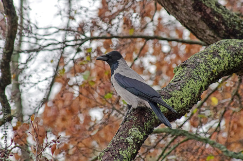 Hooded crow The inhabitant of the forest