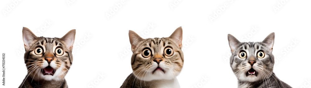 A set of surprised and insane kitties, Isolated on Transparent Background, PNG A set of surprised and insane kitties, Isolated on Transparent Background, PNG