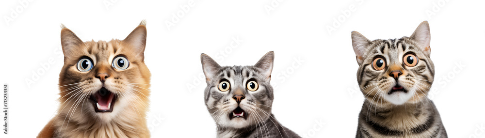A collection of Crazy surprised cat, Isolated on Transparent Background, PNG