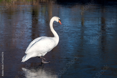 An adult mute swan  Cygnus olor  walks on the ice of a frozen pond in winter