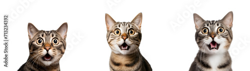 set of Crazy surprised cat, Isolated on Transparent Background, PNG