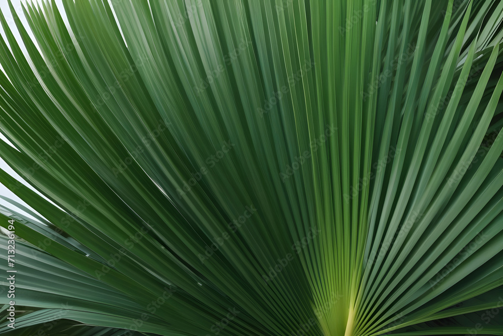 Obraz premium palm tree leaves. 