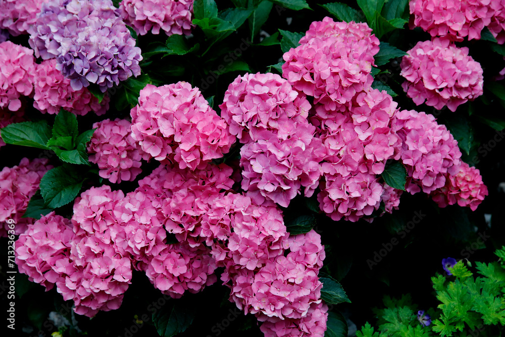 Hortensien (Hydrangea) Pflanze mit vielen Blüten Hortensien (Hydrangea) Pflanze mit vielen Blüten