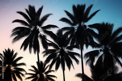 silhouette of palm tree.