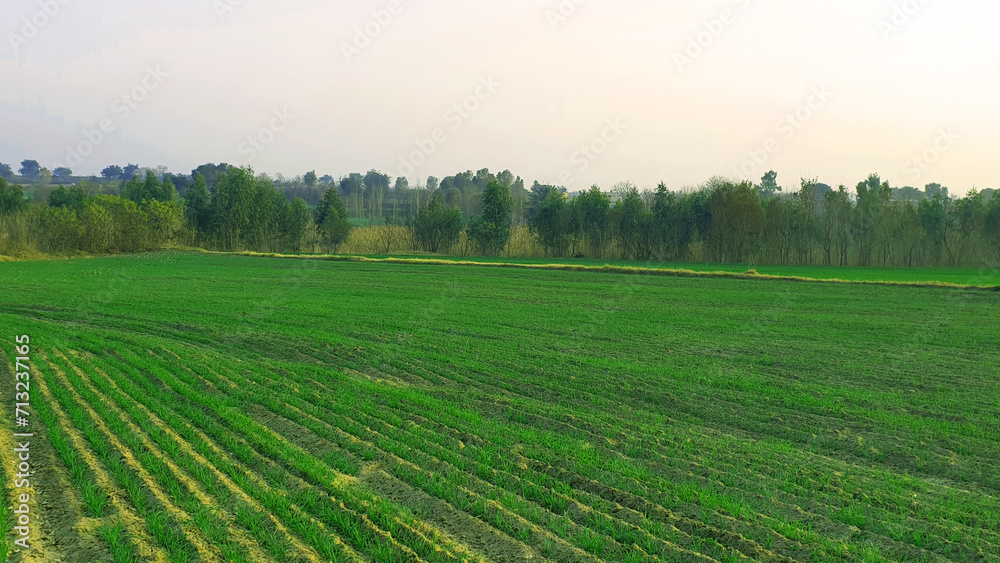 wheat fields photo, wheat fields background image, fields wallpapers wheat fields photo, wheat fields background image, fields wallpapers
