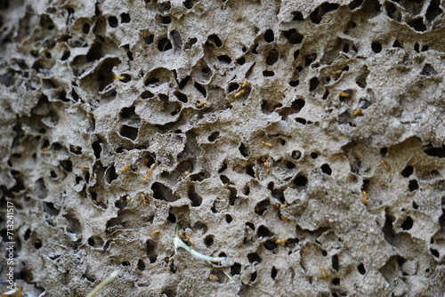 Coptotermes formosanus (Formosan termite, super-termite, semut kongkiak, rayap, anai-anai, semut putih) in the dry wood photo