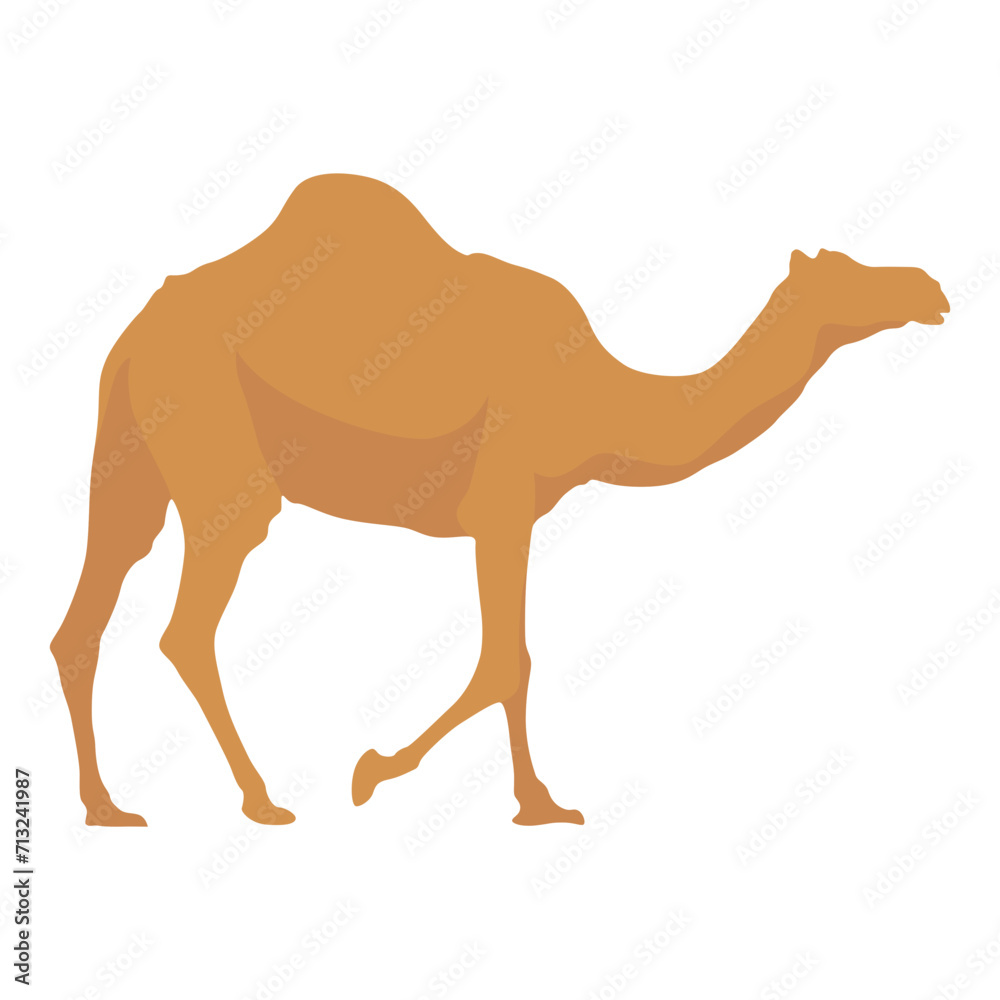 Flat camel illustration. Various camels with one hump illustration. Desert caravan Arabian dromedary with seat isolated on white background. Arabian animal vector illustration Flat camel illustration. Various camels with one hump illustration. Desert caravan Arabian dromedary with seat isolated on white background. Arabian animal vector illustration