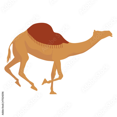 Flat camel illustration. Various camels with one hump illustration. Desert caravan Arabian dromedary with seat isolated on white background. Arabian animal vector illustration