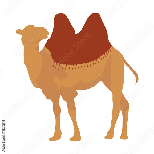 Flat camel illustration. Various camels with one hump illustration. Desert caravan Arabian dromedary with seat isolated on white background. Arabian animal vector illustration