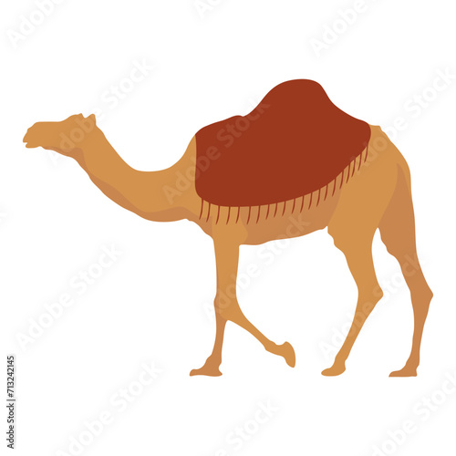 Flat camel illustration. Various camels with one hump illustration. Desert caravan Arabian dromedary with seat isolated on white background. Arabian animal vector illustration