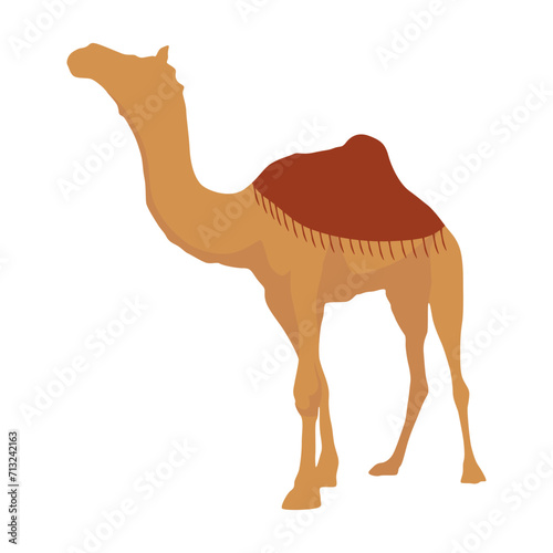 Flat camel illustration. Various camels with one hump illustration. Desert caravan Arabian dromedary with seat isolated on white background. Arabian animal vector illustration