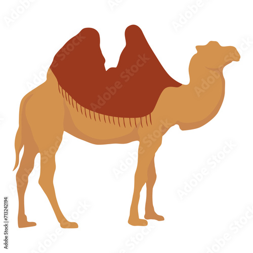 Flat camel illustration. Various camels with one hump illustration. Desert caravan Arabian dromedary with seat isolated on white background. Arabian animal vector illustration