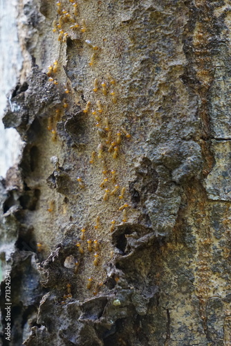 Coptotermes formosanus (Formosan termite, super-termite, semut kongkiak, rayap, anai-anai, semut putih) in the dry wood photo