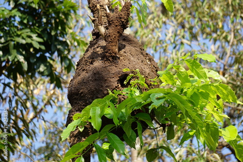 Coptotermes formosanus (Formosan termite, super-termite, semut kongkiak, rayap, anai-anai, semut putih) in the dry wood photo