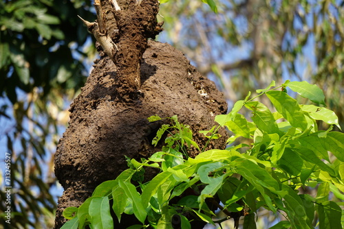 Coptotermes formosanus (Formosan termite, super-termite, semut kongkiak, rayap, anai-anai, semut putih) in the dry wood photo