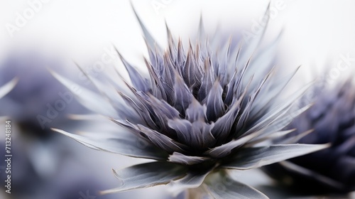 Professional food photography of Cardoon