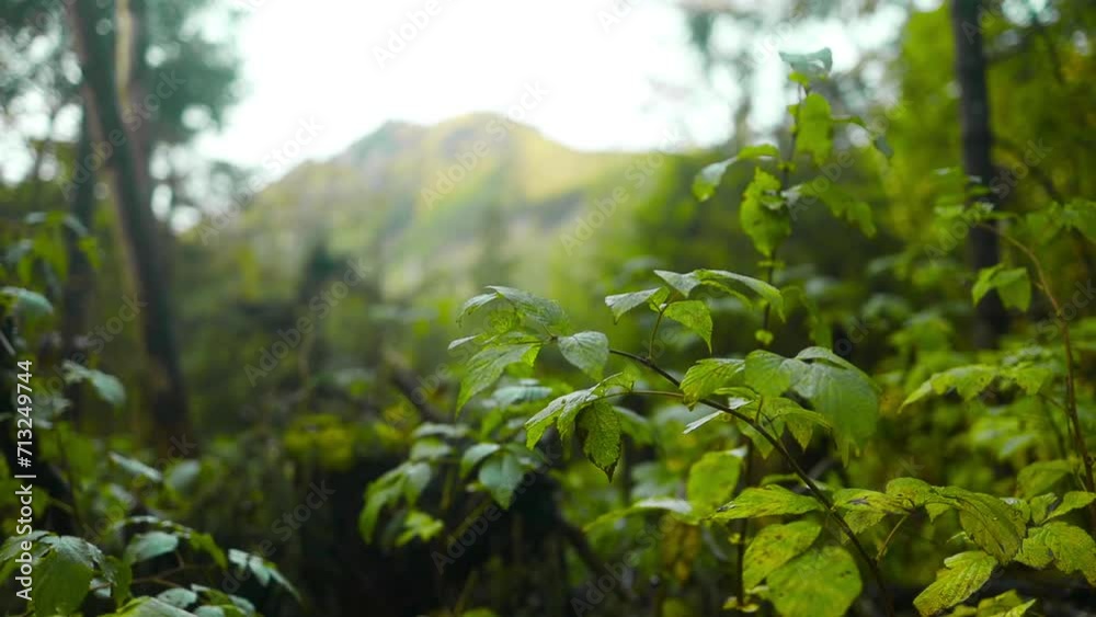 closeup nature view of green leaf and palms background. Rain forest with morning mist. Beautiful natural landscape in the forest. High quality FullHD footage closeup nature view of green leaf and palms background. Rain forest with morning mist. Beautiful natural landscape in the forest. High quality FullHD footage
