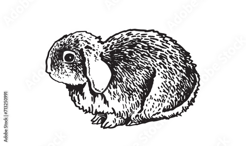 Graphical bunny  on white background vector illustration. Rodent