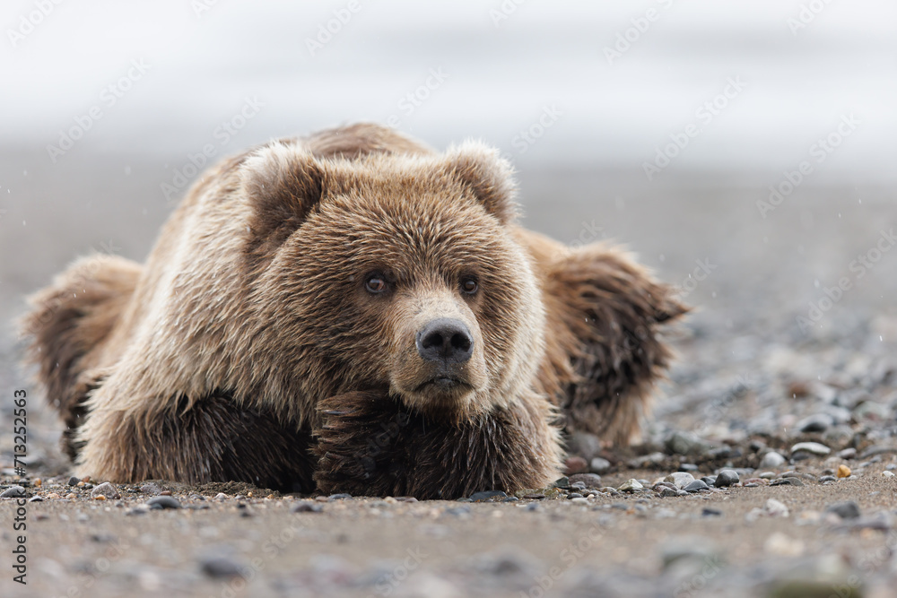 A grizzly cub laying on the beach A grizzly cub laying on the beach
