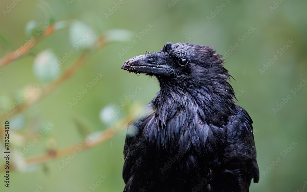 Fototapeta premium Headshot of a common raven