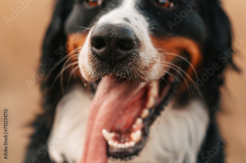 Crop close up portrait of the muzzle of a beautifuland playful bernese mountain dog. photo