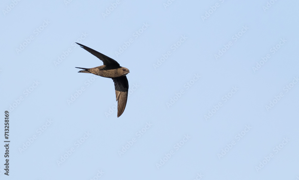 Common swift, Apus apus. A bird flies against a blue sky Common swift, Apus apus. A bird flies against a blue sky